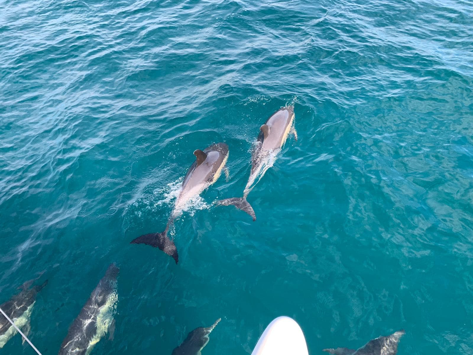 Mobydick — imagen 11